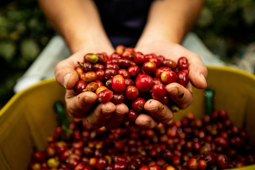 Precio del café de especialidad. Manos de un productor seleccionando granos de café.